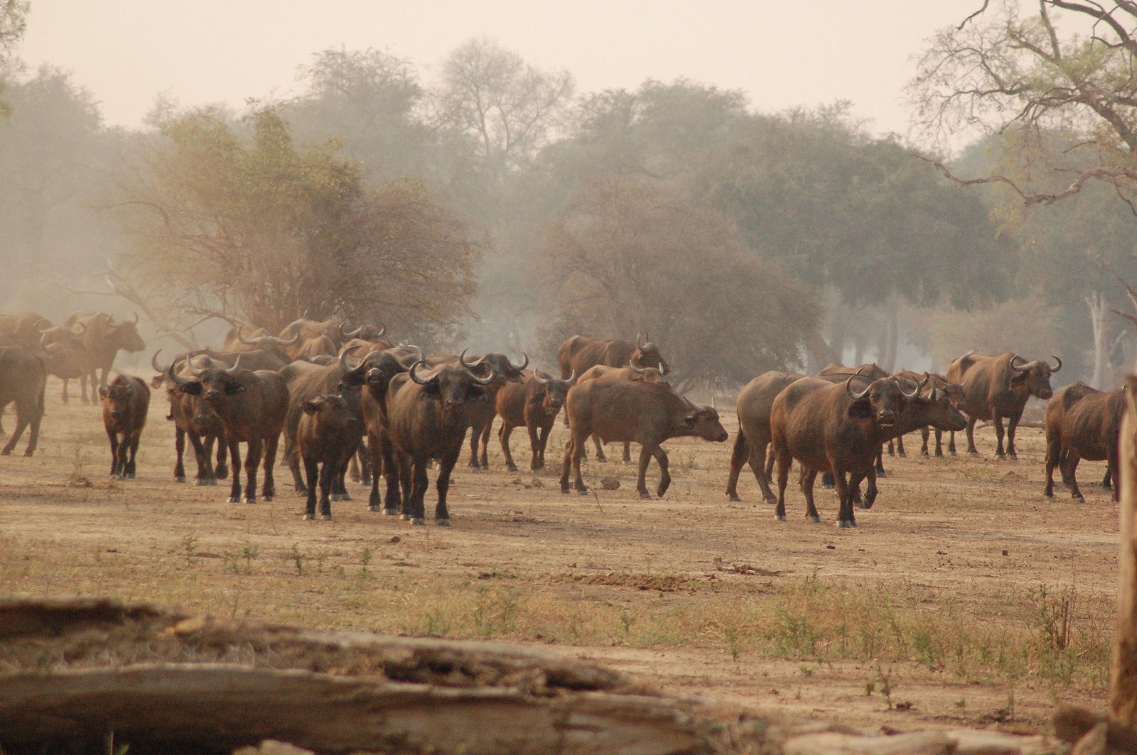 Buffalo herd at Hwange